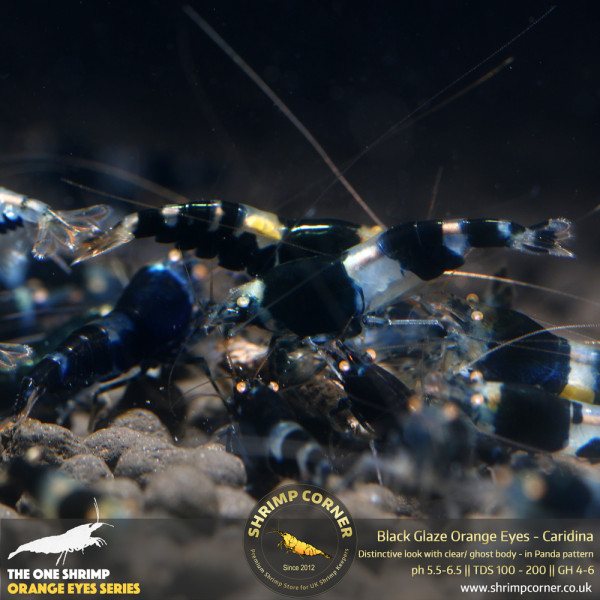 Black Glaze Orange Eyes Shrimp @ Shrimp Corner