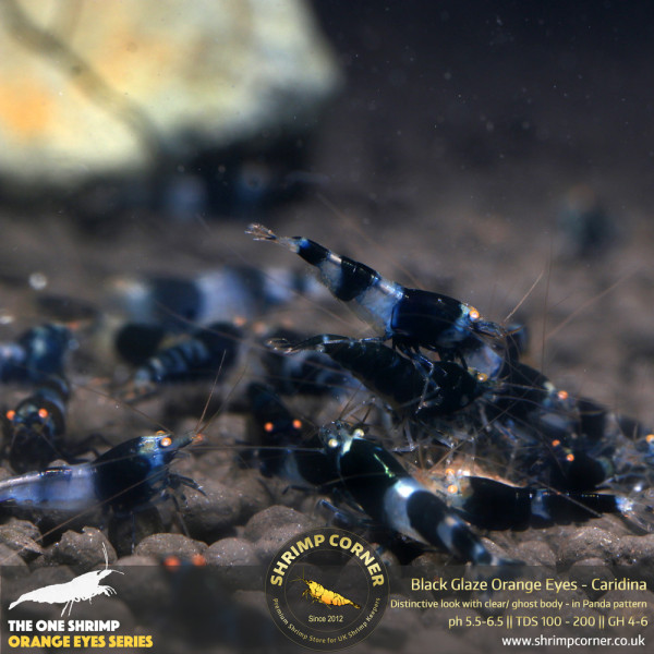 Black Glaze Orange Eyes Shrimp @ Shrimp Corner