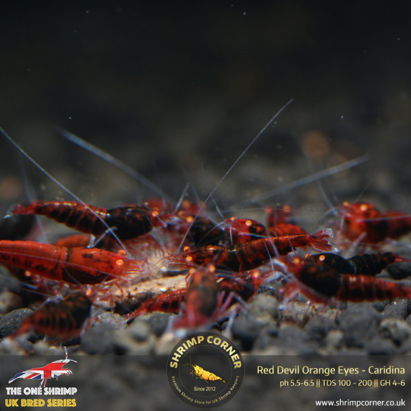 Red Devil Orange Eyes Shrimp @ Shrimp Corner