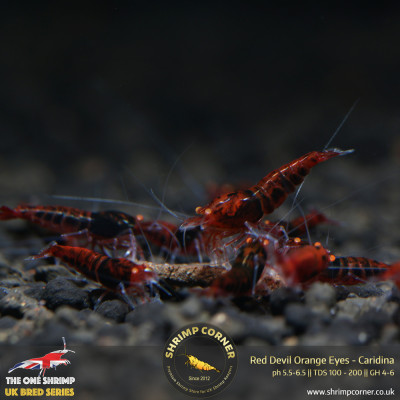 Red Devil Orange Eyes Shrimp @ Shrimp Corner