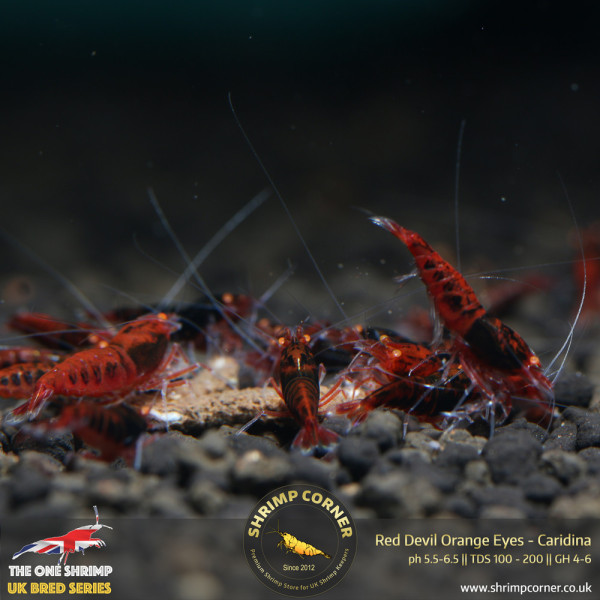 Red Devil Orange Eyes Shrimp @ Shrimp Corner