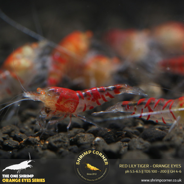Red Lily Tiger Orange Eyes Shrimp @ Shrimp Corner