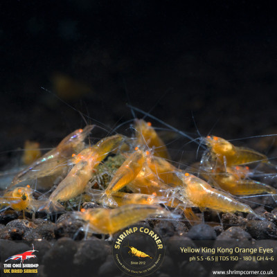 Yellow King Kong Orange Eyes Shrimp