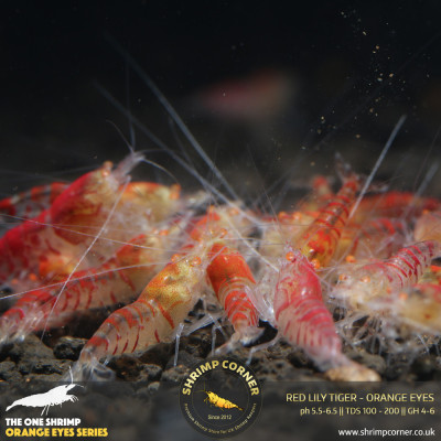 Red Lily Tiger Orange Eyes Shrimp @ Shrimp Corner
