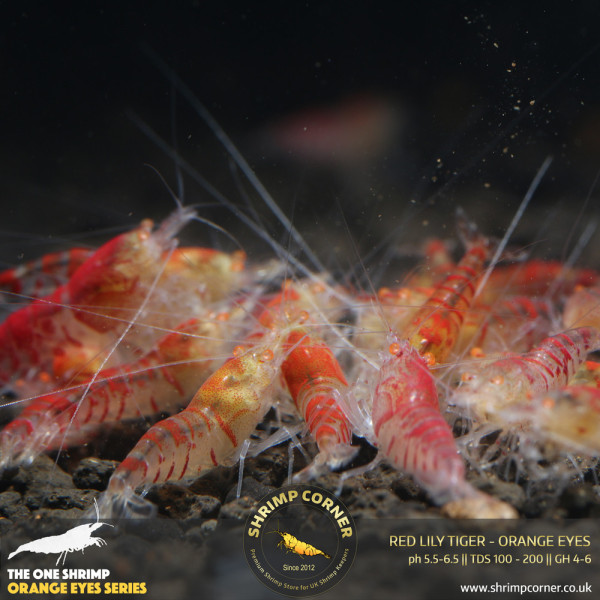 Red Lily Tiger Orange Eyes Shrimp @ Shrimp Corner