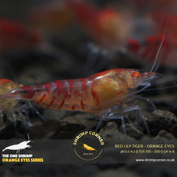 Red Lily Tiger Orange Eyes Shrimp @ Shrimp Corner