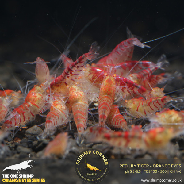 RED LILLY TIGER ORANGE EYES Shrimp