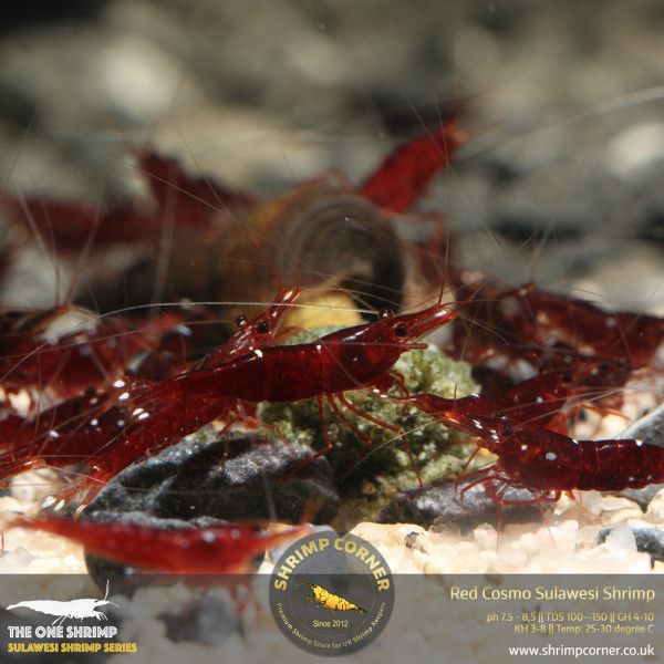 Red Cosmo Sulawesi Shrimp @ Shrimp Corner