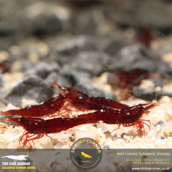 Red Cosmo Sulawesi Shrimp @ Shrimp Corner