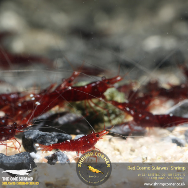 Red Cosmo Sulawesi Shrimp @ Shrimp Corner