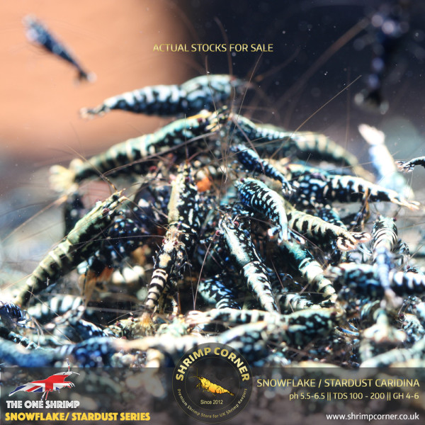 Black Snowflake & Stardust Shrimp with Metallic Blue and Green colours.