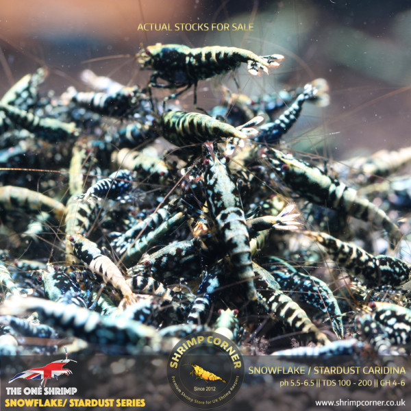 Black Snowflake & Stardust Shrimp with Metallic Blue and Green colours.