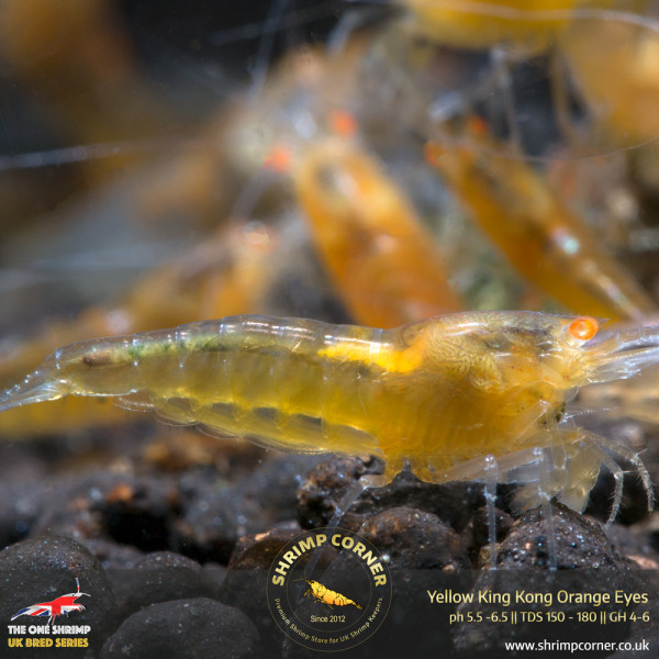 Yellow King Kong Orange Eyes Shrimp