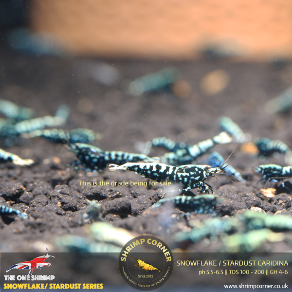 Black Snowflake & Stardust Shrimp with Metallic Blue and Green colours.