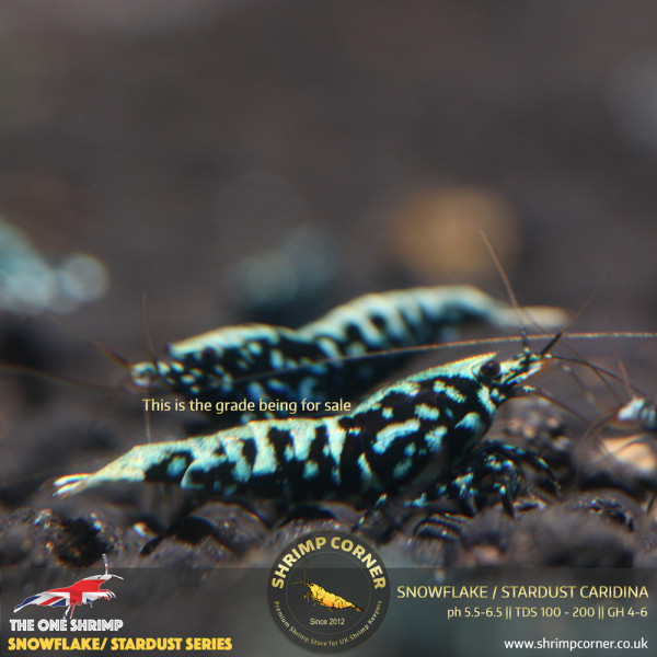 BLACK METALLIC SNOWFLAKE / STARDUST Shrimp