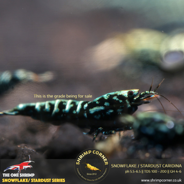 Black Snowflake & Stardust Shrimp with Metallic Blue and Green colours.