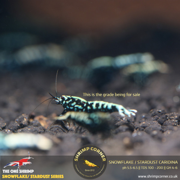 Black Snowflake & Stardust Shrimp with Metallic Blue and Green colours.