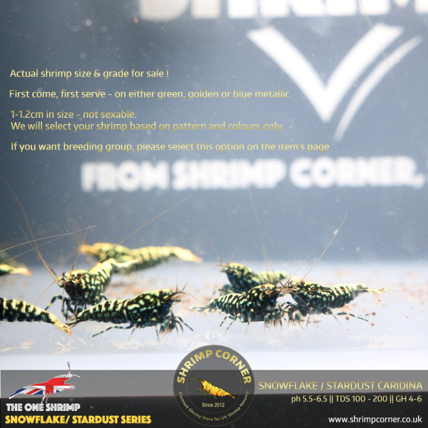 Black Snowflake & Stardust Shrimp with Metallic Blue and Green colours.