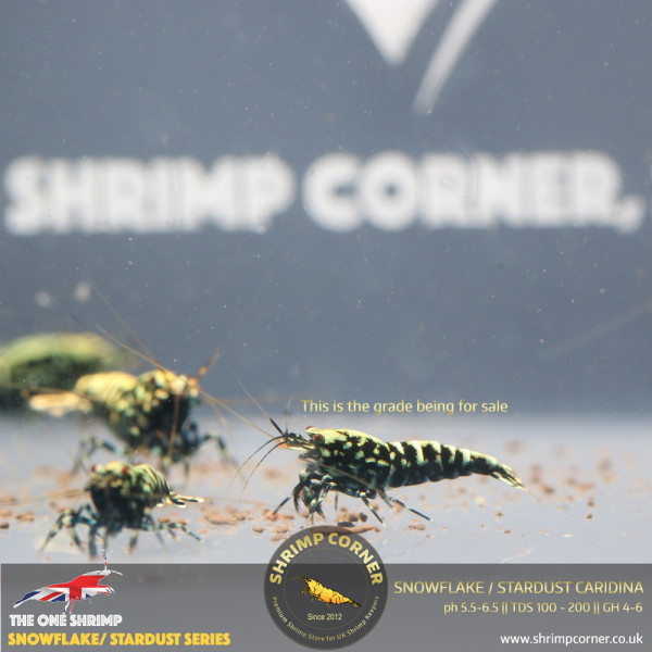 Black Snowflake & Stardust Shrimp with Metallic Blue and Green colours.