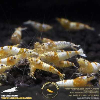 Golden Yellow Crystal Shrimp @ Shrimp Corner 2