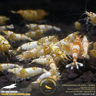 Golden Yellow Crystal Shrimp @ Shrimp Corner