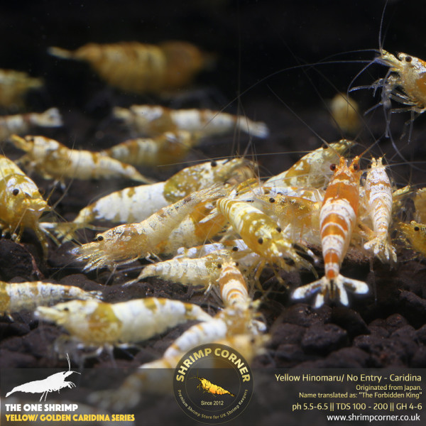 GOLDEN YELLOW CRYSTAL Shrimp