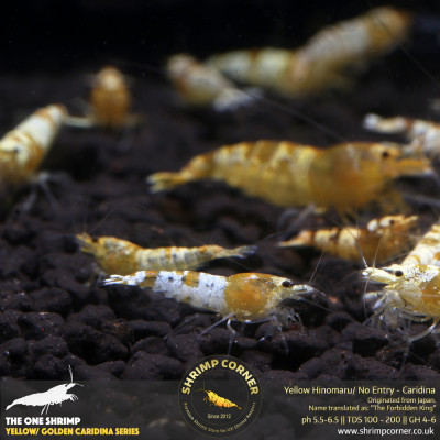 Golden Yellow Crystal Shrimp @ Shrimp Corner