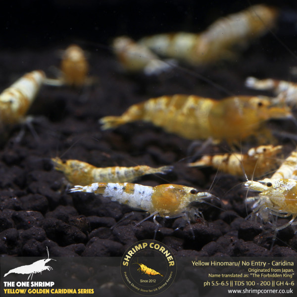 Golden Yellow Crystal Shrimp @ Shrimp Corner