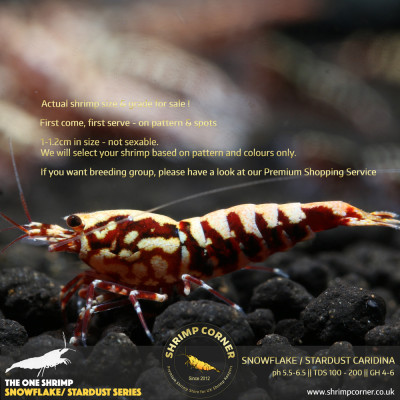 Red Snowflake & Stardust Shrimp - High Grade @ Shrimp Corner 2