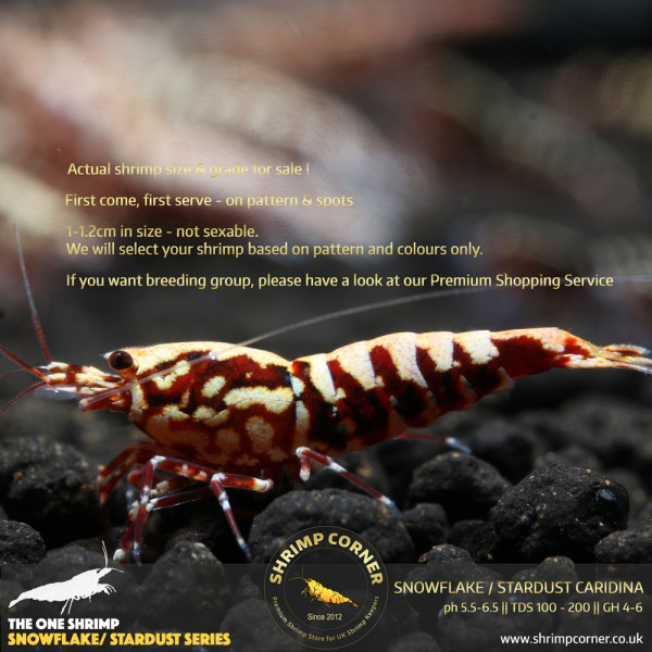Red Snowflake & Stardust Shrimp - High Grade @ Shrimp Corner