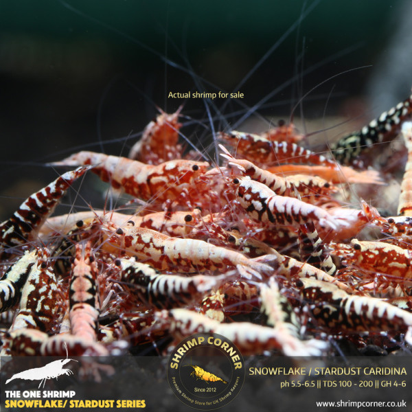 Red Snowflake & Stardust Shrimp - High Grade @ Shrimp Corner