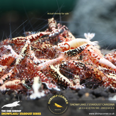 Red Snowflake & Stardust Shrimp - High Grade @ Shrimp Corner
