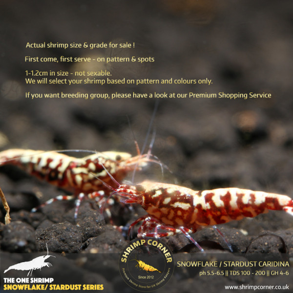 Red Snowflake & Stardust Shrimp - High Grade @ Shrimp Corner