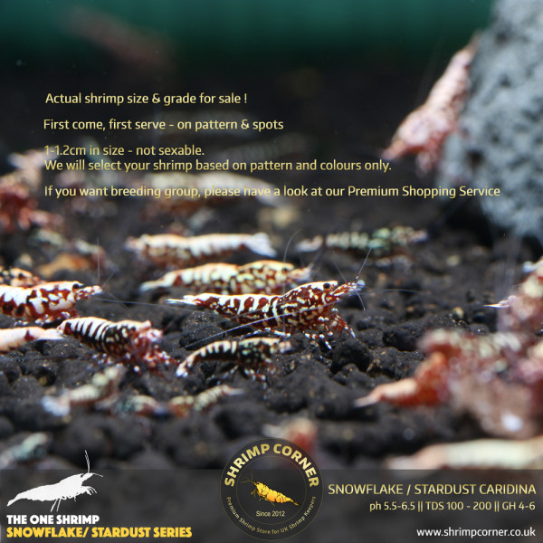 Red Snowflake & Stardust Shrimp - High Grade @ Shrimp Corner