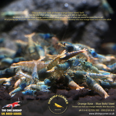 Orange Base Blue Bolt & Steel Shrimp @ Shrimp Corner UK 2