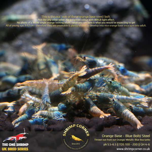 Orange Base Blue Bolt & Steel Shrimp @ Shrimp Corner UK