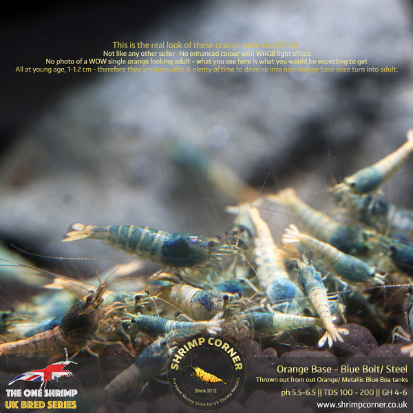 Orange Base Blue Bolt & Steel Shrimp @ Shrimp Corner UK