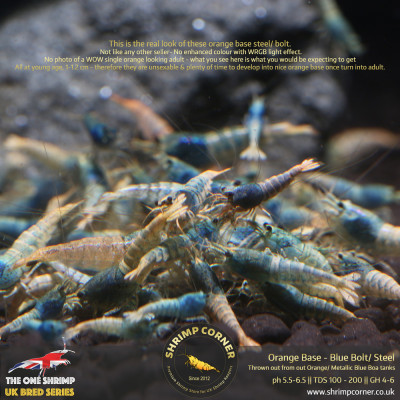 Orange Base Blue Bolt & Steel Shrimp @ Shrimp Corner UK