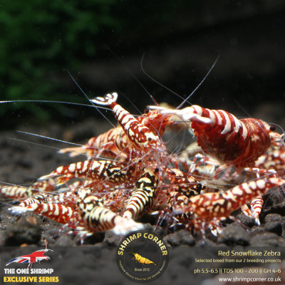 Red Snowflake Zebra- High Grade @ Shrimp Corner 2