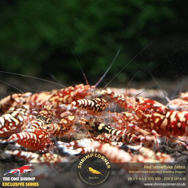 Red Snowflake Zebra- High Grade @ Shrimp Corner