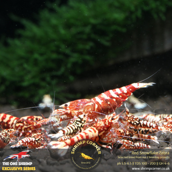 Red Snowflake Zebra- High Grade @ Shrimp Corner