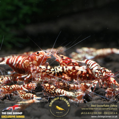 Red Snowflake Zebra- High Grade @ Shrimp Corner