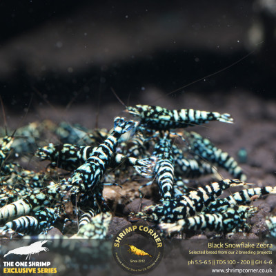 Black Snowflake Zebra - High Grade @ Shrimp Corner