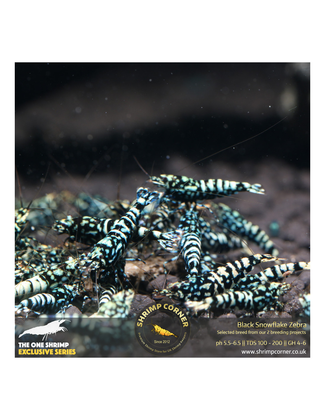 Zebra Snowflake Black Snowflake Zebra - High Grade @ Shrimp Corner