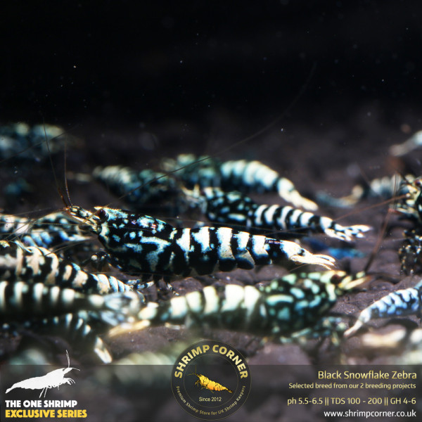 Black Snowflake Zebra - High Grade @ Shrimp Corner