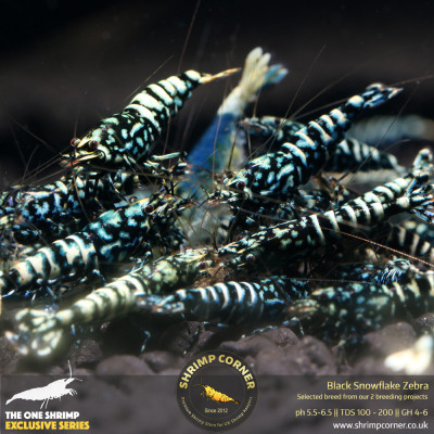 Black Snowflake Zebra - High Grade @ Shrimp Corner