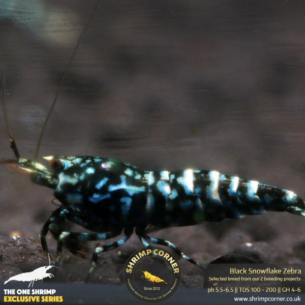 Black Snowflake Zebra - High Grade @ Shrimp Corner