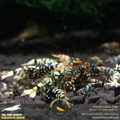 Orange Galaxy Tiger @ Shrimp Corner