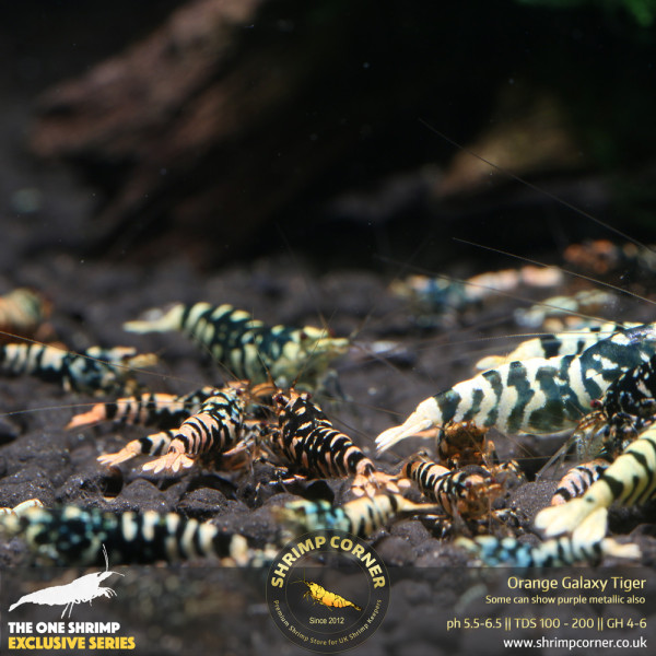 Orange Galaxy Tiger @ Shrimp Corner