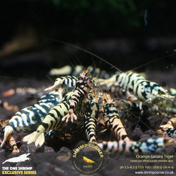 Orange Galaxy Tiger @ Shrimp Corner